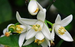 Dichroa Febrifuga